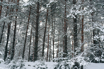 Incredibly magical snow-covered pine trees blanketed in thick white snow