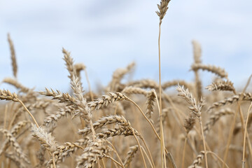 wheat, field, agriculture, nature, grain, plant, cereal, summer, crop, grass, farm, yellow, sky, corn, food, rye, ear, bread, harvest, autumn, rural, seed, gold, grow, golden