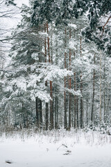 Incredibly magical snow-covered pine trees blanketed in thick white snow