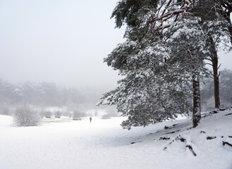 snow in forest near utrecht at frozen pond of heihuis in Den Treek Henschoten