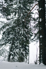 Incredibly magical snow-covered pine trees blanketed in thick white snow