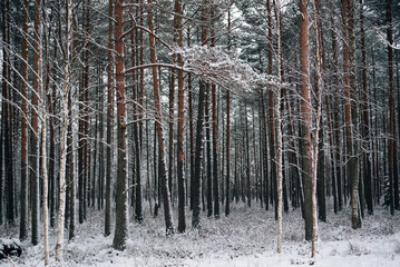 Incredibly magical snow-covered pine trees blanketed in thick white snow