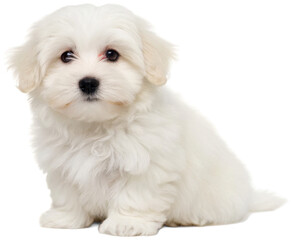 Adorable fluffy white Maltese puppy with dark, expressive eyes and a small black nose, rendered in a realistic photographic style, is sitting attentively with a, isolated on transparent background.