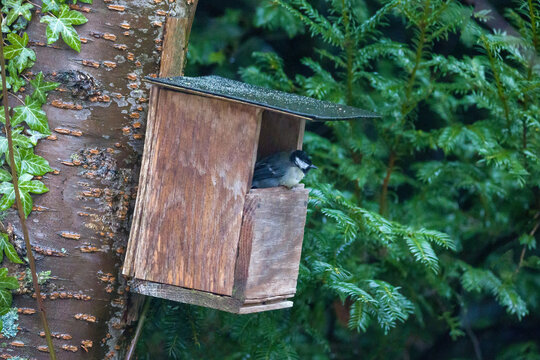 A titmouse seeks shelter from the rain under the roof of a birdhouse