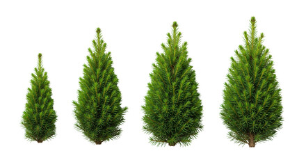 six vibrant emerald green, perfectly conical young spruce trees isolated on transparent studio background in a linear flat lay, macro detail. concept for commercial catalog display
