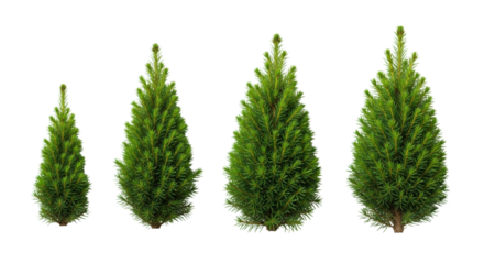 six vibrant emerald green, perfectly conical young spruce trees isolated on transparent studio background in a linear flat lay, macro detail. concept for commercial catalog display