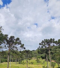 Fototapeta premium Paisagem rural com araucárias e céu nublado no sul do Brasil