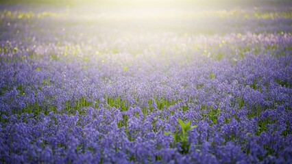 Fototapeta premium Field of bluebell flowers in full bloom with sunlight. Spring landscape natural background for environmental protection.