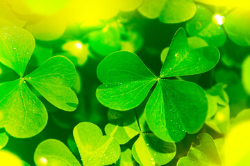St.Patrick 's Day. Green clover leaves close up. Nature background.