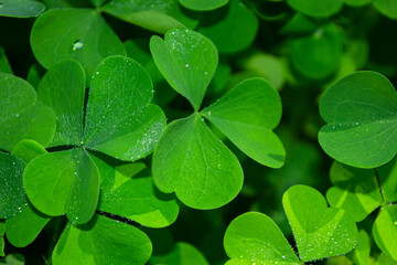 St.Patrick 's Day. Green clover leaves with water drops close up. natural abstract background.
