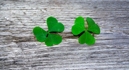 St.Patrick 's Day. Close up of a vibrant leaf clover on wood.