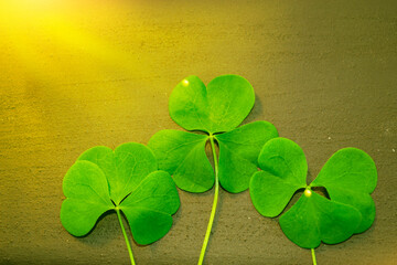 St.Patrick 's Day. Three green clover leaves on wood.