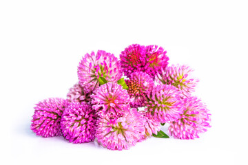 The blooming plant is on a white background. Bouquet of pink clover flowers.