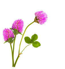Plant in bloom. Trifolium pratense. Three pink clover flowers with leaves isolated on white background. Wildflowers.