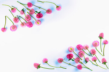 Frame. Natural floral arrangement. Pink clover with leaves.