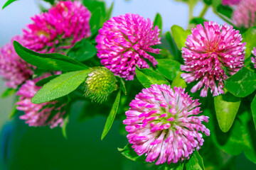 Meadow with pink flowers. Summer landscape with blooming clover.