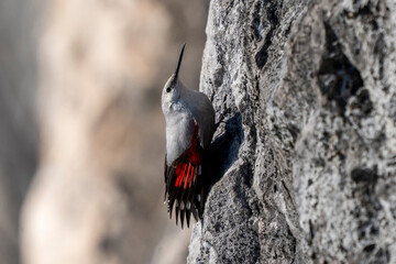 Picchio muraiolo ( Tichodroma muraria )
