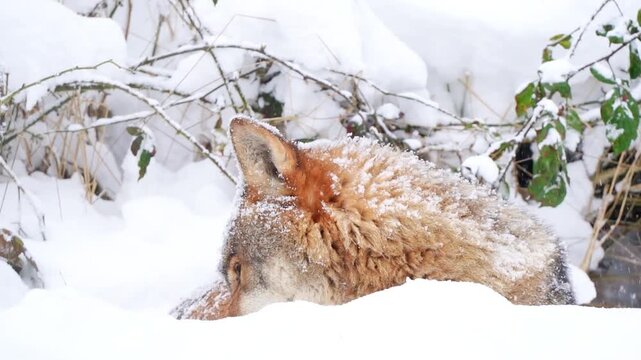Wolf lying down and sleeping in winter