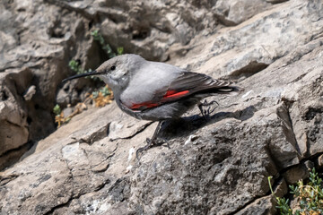 Picchio muraiolo ( Tichodroma muraria )
