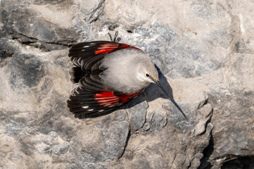 Picchio muraiolo ( Tichodroma muraria )
