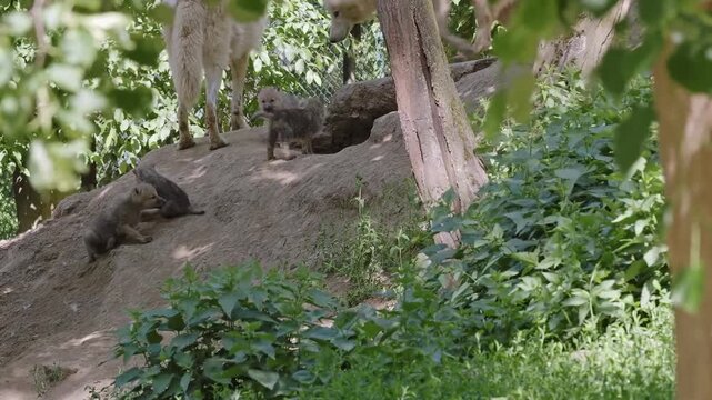 The Arctic wolf family with four puppies in enclosed area