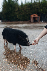 Young Pigs in Countryside Farm