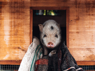 Young Pigs in Countryside Farm