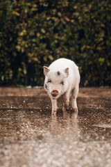 Young Pigs in Countryside Farm