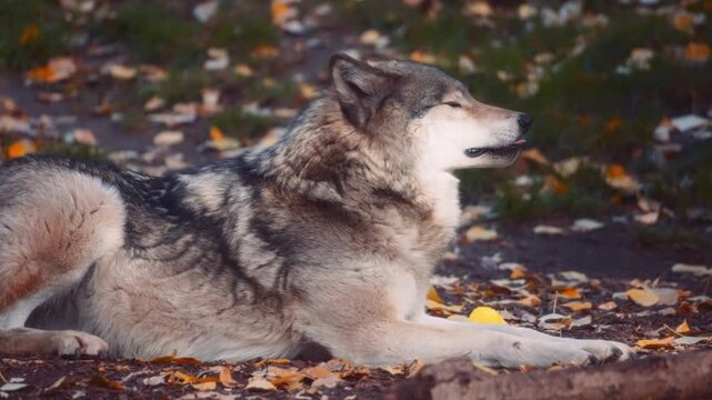 Wolf stretching and lying down to rest
