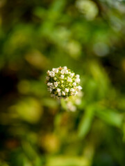 Obraz premium Macro close up of white buttonweed flower head (Spermacoce verticillata) in nature.
