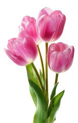 Fototapeta premium Close-up of three vibrant pink tulips, with delicate green leaves