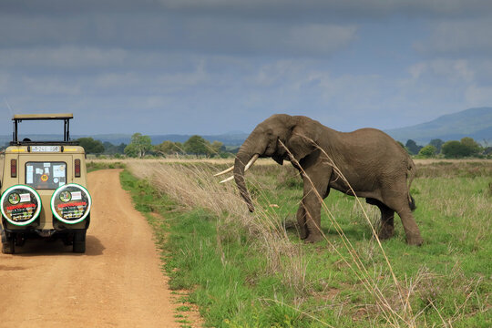 The african bush elephant (loxodonta africana) stands in a threatening pose against a jeep safari car on a savannah dirt road in Mikumi national park. Morogoro province, Tanzania