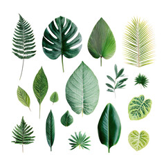Fototapeta premium Diverse collection of tropical leaves in various shades of green