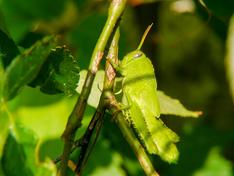 An Egyptian migratory locust (Anacridium aegptium), photographed in Musio, a district of Tremosine.