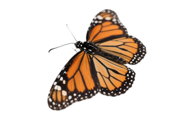 Monarch butterfly with orange and black patterned wings