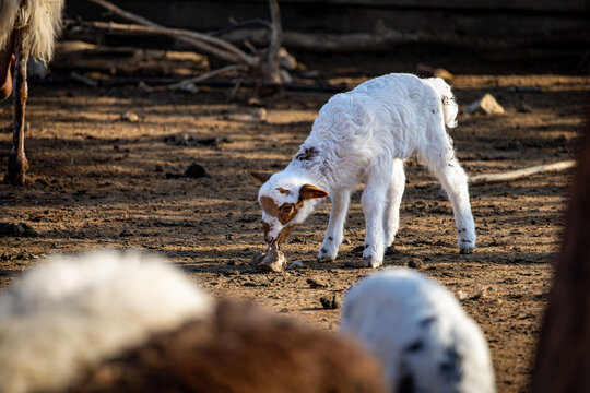 View of a young lamb with white fleece nibbling at the dry earth under the soft light, surrounded by a flock in Chania, Chania, Greece.