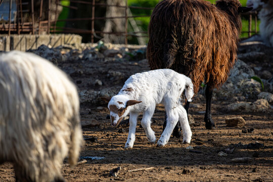 View of a white lamb standing on the muddy ground with sheep nearby under the soft light of the sun, Chania, Chania, Greece.
