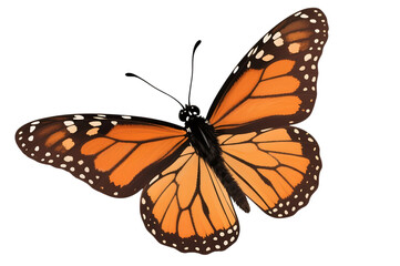 Fototapeta premium Beautiful monarch butterfly with open wings on black