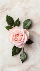 A delicate pink rose with green leaves on a marble background.