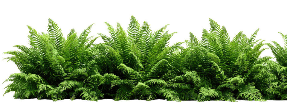Lush fern foliage cluster