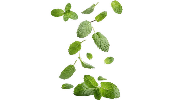 Fresh mint leaves falling in a stream against a white backdrop.