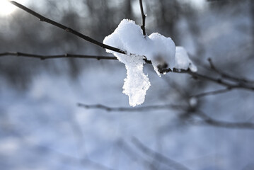 Winter snowy branches freezing in outdoor