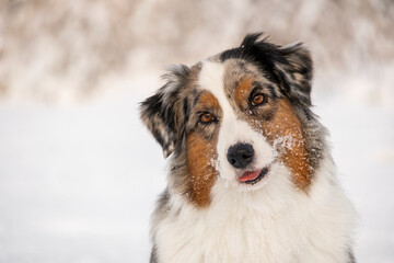 An adorable Aussie dog tilts its head with a curious and happy expression. The muzzle is covered with snow, creating a charming and playful winter portrait.