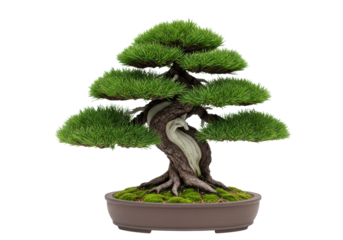 ultra photorealistic commercial studio shot of a japanese white pine bonsai (miyabi style) with a gnarled trunk and soft green moss, isolated on a brilliant white background. Concept of professional