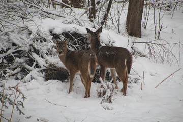 two white-tailed deer (Odocoileus virginianus) standing in a snowy, wooded area surrounded by brush and trees. winter landscape. wildlife photography
