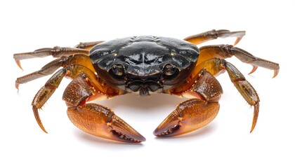 Close-up of a crab on a white background.
