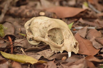 Weathered cat skull resting on forest floor, surrounded by dry leaves and twigs, indicating natural...