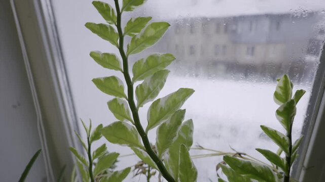 Variegated houseplant with green and white leaves sits on a windowsill. Camera slowly zooms out, revealing a cold, blurry winter scene with condensation on the glass.