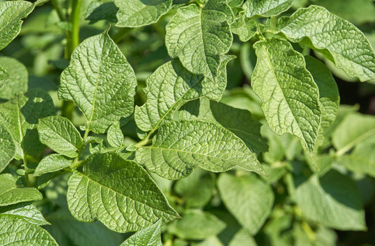 Close up of lush green potato leaves in sunlight highlighting vibrant textures and growth patterns.
