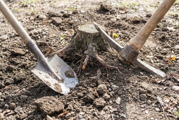 Workers dig around a tree stump in a garden to remove it from the ground during a sunny day in early spring